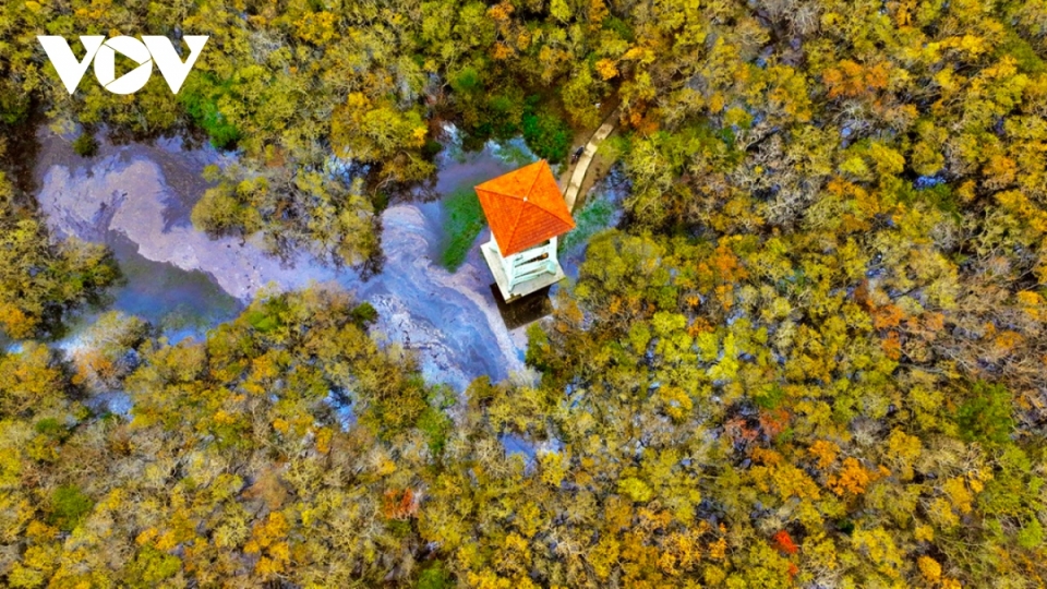 Ru Cha mangrove forest - a tourist destination in Thua Thien-Hue