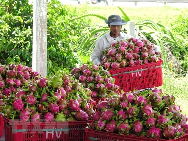 Geographical indication helps Binh Thuan dragon fruit conquer foreign markets