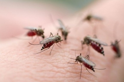 Hanoi hit by rapid increase in dengue fever outbreaks