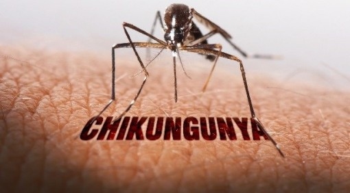 An Giang takes proactive measures against Chikungunya virus