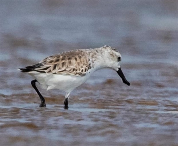 Endangered migratory bird species found in Da Nang