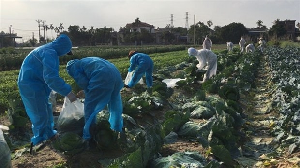 Trade ministry helping Hai Duong farmers sell produce