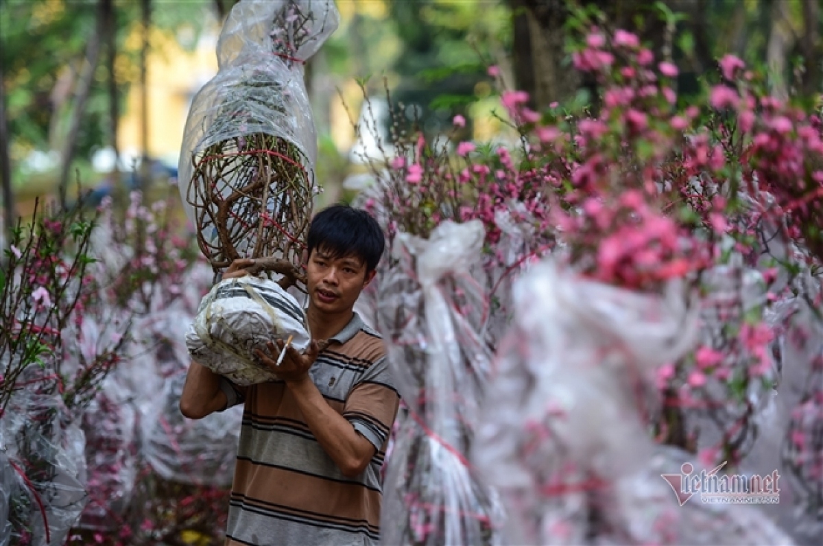 Peach blossom sellers in HCM City worry amid poor sales