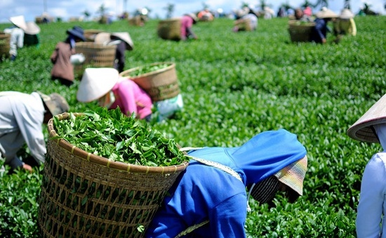 Tea exports witness sharp increase in January