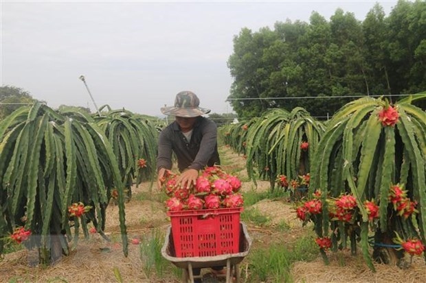 First dragon fruit lot exported to China in new Lunar Year