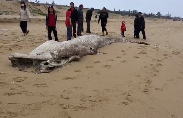 Dead whale washed up on beach in Quang Binh
