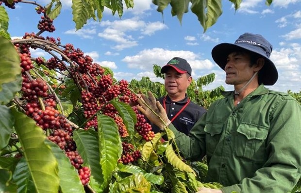 Coffee exports fall by over 11% in Q1