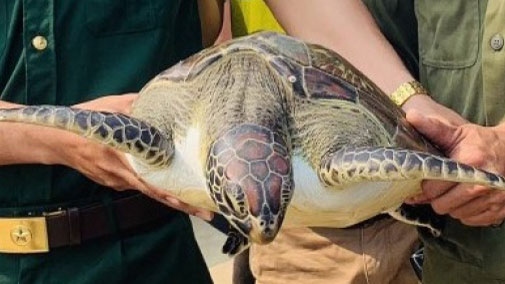 Rare sea turtle returned to nature in Quang Nam