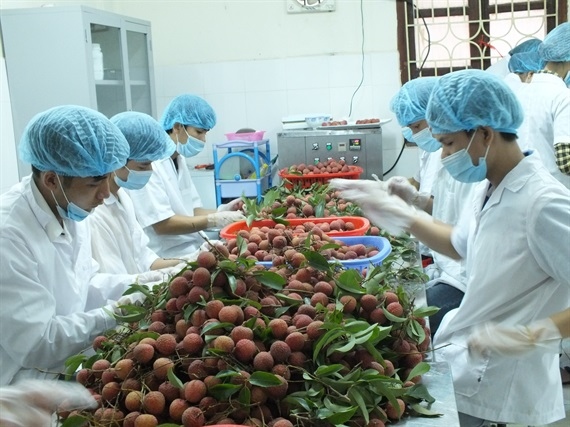 Five local firms to export lychees to Japan