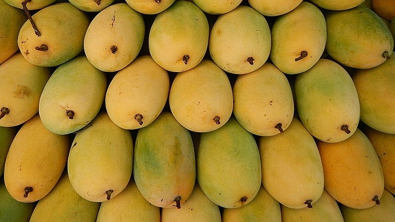 Local firms urged to increase market shares of mangoes in US market