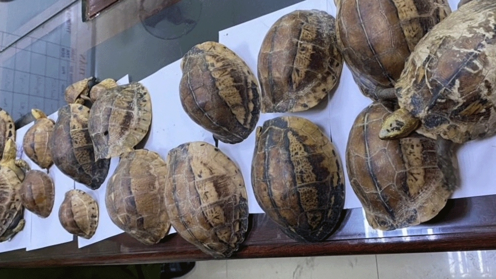 Railway worker caught in possession of endangered turtles