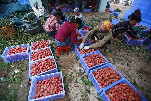 GI certificate – a booster for lychee exports
