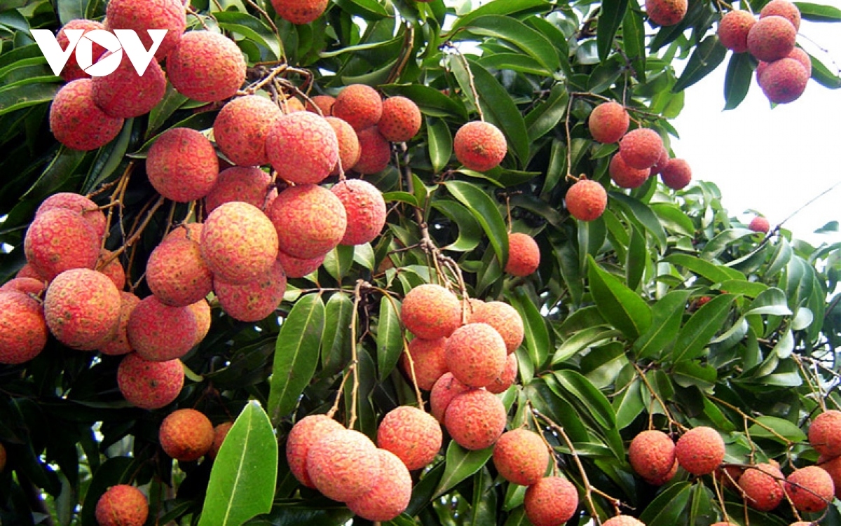 UK consumers taste fresh Vietnamese lychees