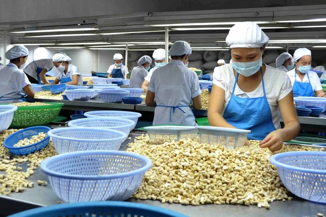 Cashew nut exports projected to enjoy positive growth in third quarter