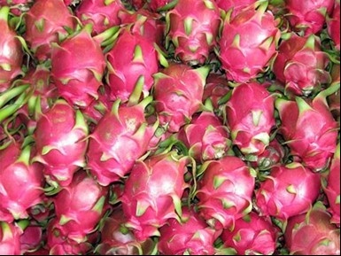 Teleconference seeks to boost dragon fruit consumption in India, Pakistan