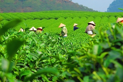 Market share of Vietnamese tea increases in Australia