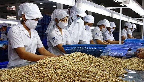 Vietnamese cashew nuts increase market share in US