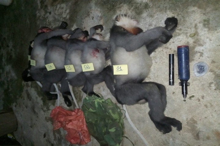 Five rare gray-shanked douc langurs shot dead in central Vietnam