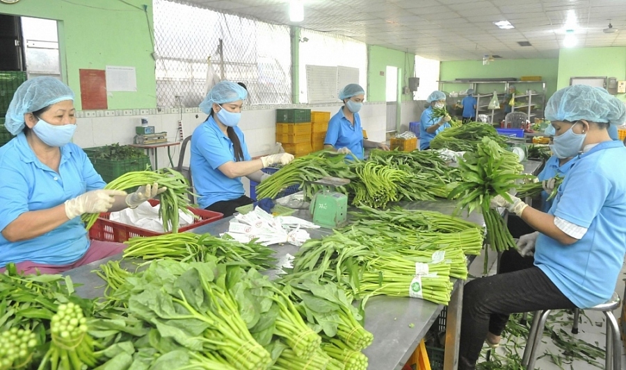 Taiwanese consumers keen on Vietnamese vegetables