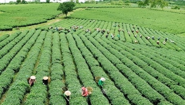 Vietnamese agriculture seeks ways to adapt to new context