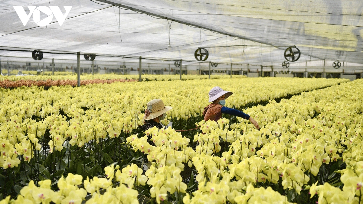 Luxury Orchid flowers lure customers ahead of Tet holiday