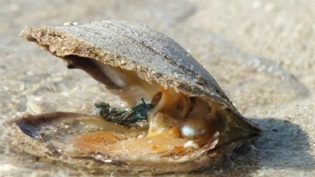 Farming pearls from mussels a potential industry for Vietnam