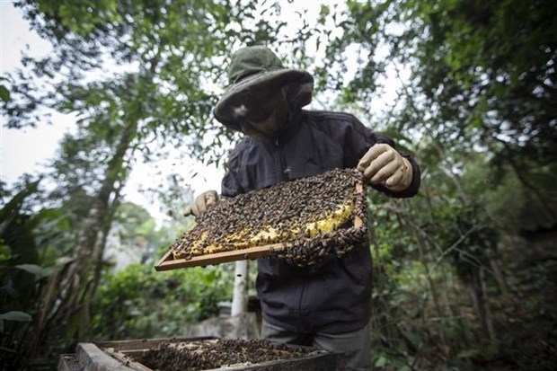 US’s anti-dumping tariff against bee honey to negatively impact on Vietnam