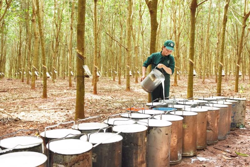 Vietnamese rubber exports to RoK on the rise