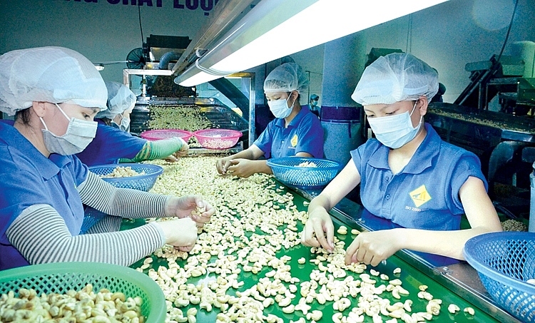 Bitter lessons for Vietnamese firms in suspected cashew nut export scam