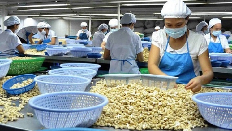 EVFTA boosts cashew exports to EU market