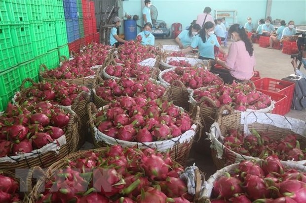 Efforts made to promote dragon fruit exports to Australia, New Zealand