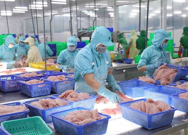 Pangasius exports to UK soar six-fold