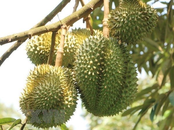 Vietnam begins formal export of durians to China