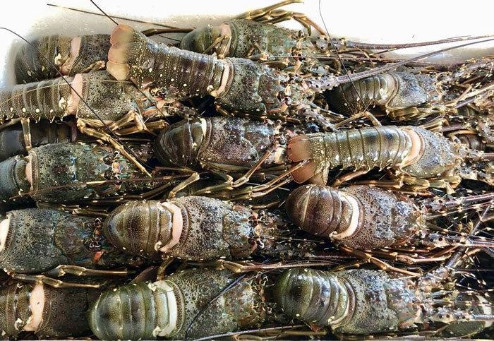 Lobster exports increase by 30 times in first half
