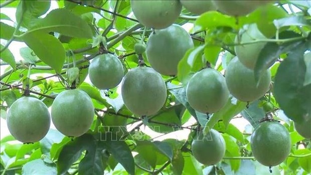 Dak Lak prepares for export of passion fruit to China