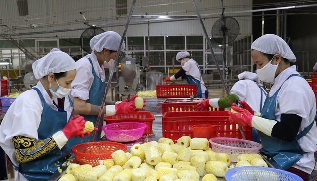 Ample room ahead to increase market share of Vietnamese pineapples in Europe