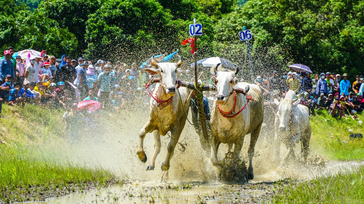 Ox race excites crowds in Mekong Delta