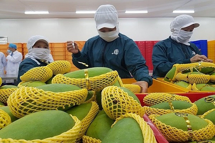Malaysian newspaper highlights burgeoning Vietnamese fruit exports