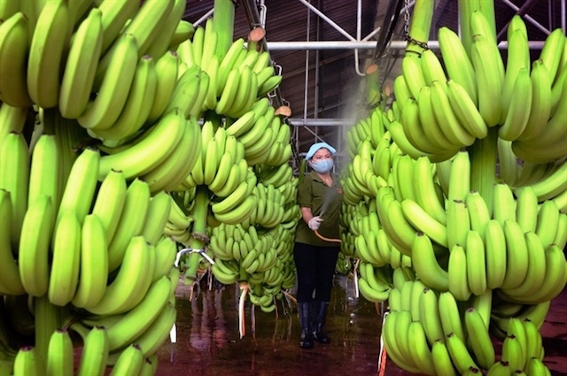 Vietnam officially exports fresh bananas to China