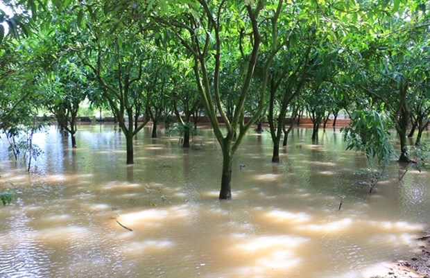 Mekong Delta preparing for more high tides