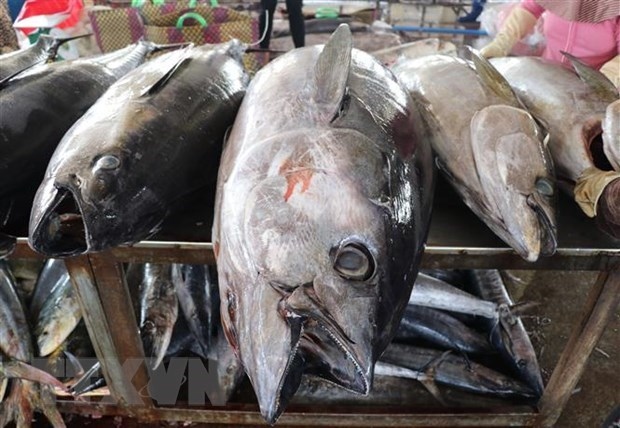 Tuna, squid, octopus export sets new records