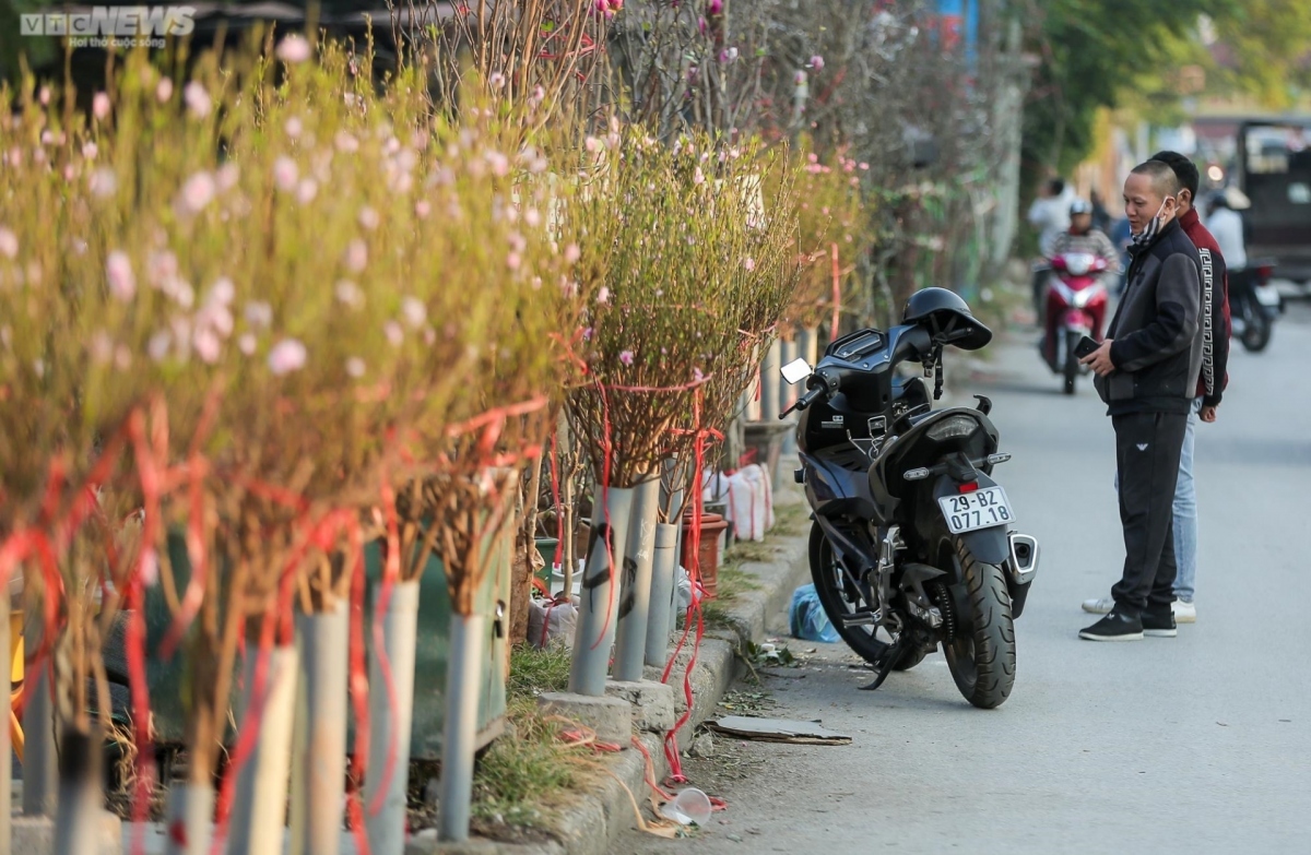 Early peach blossoms amid chilly conditions in Hanoi
