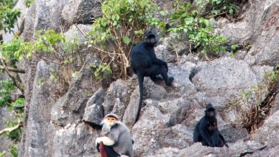 Rare primates found in Quang Binh nature reserve