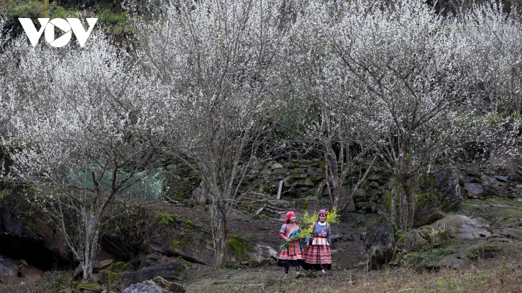 Plum flowers in full bloom in Lao Cai province