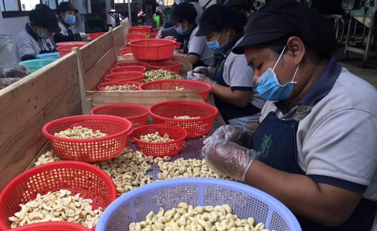 Vietnam spends US$1 billion importing cashew nuts from Cambodia