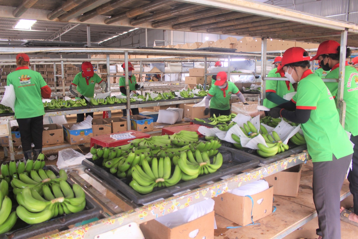 Dak Lak exports 10 containers of bananas to China