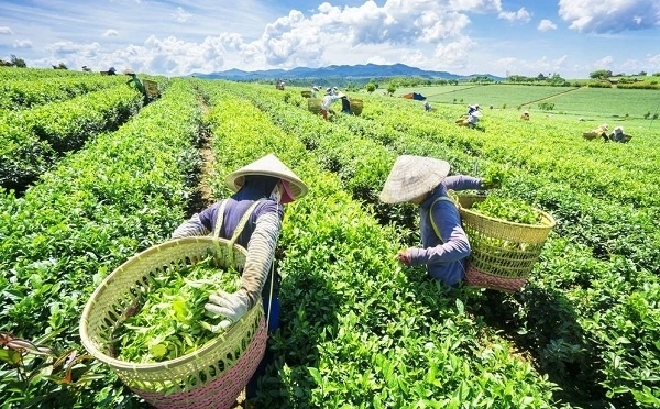 Vietnamese tea export value to China skyrockets