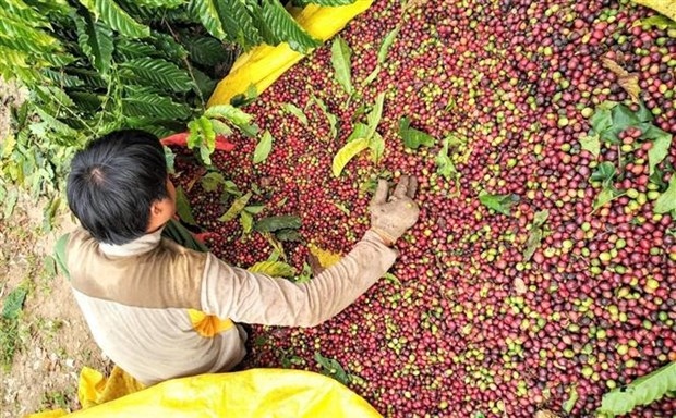Workshop seeks ways to raise Vietnamese coffee’s value