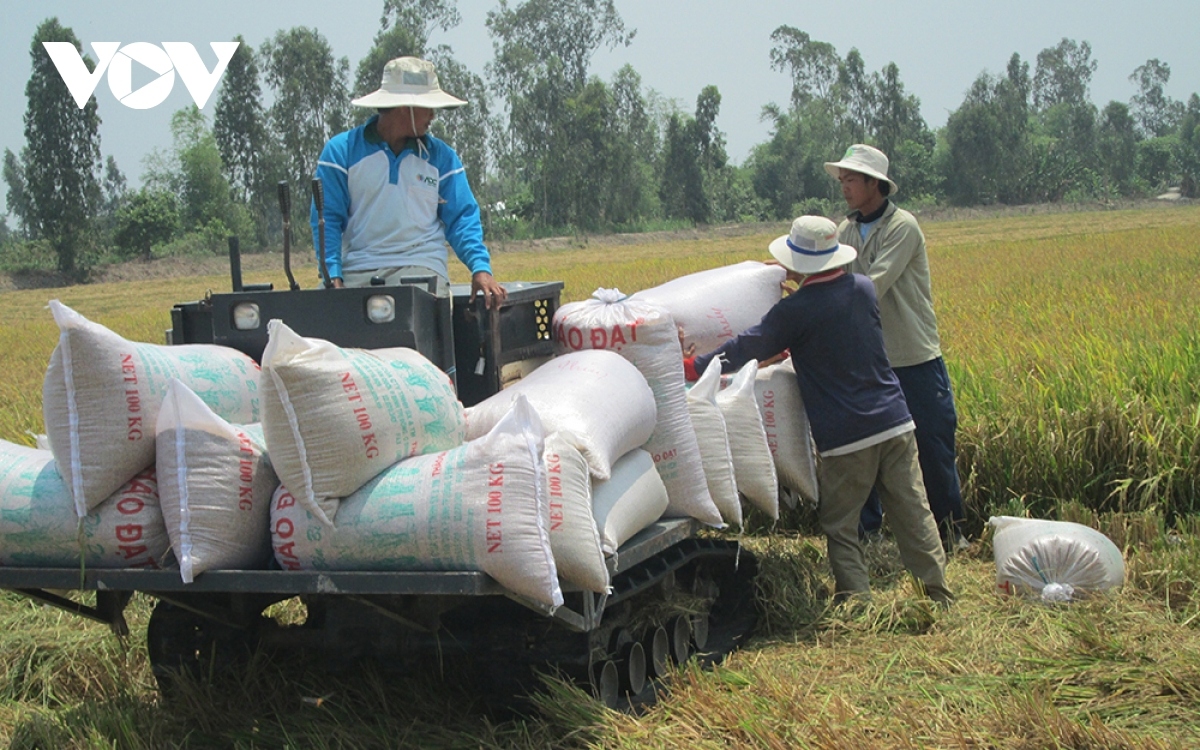 Vietnamese rice export prices on the rise globally