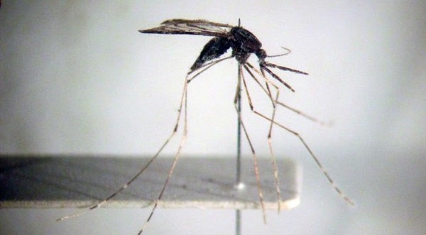 Efforts to be exerted towards malaria elimination by 2030
